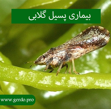 بیماری پسیل گلابی