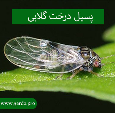 پسیل گلابی