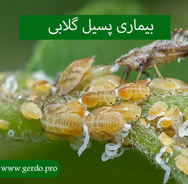بیماری پسیل گلابی