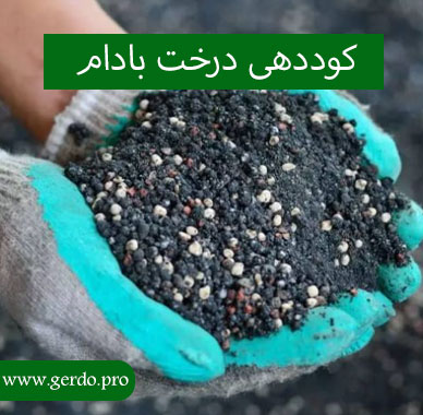 کود درخت بادام
