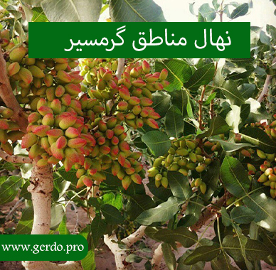 معرفی بهترین نهال گرمسیر