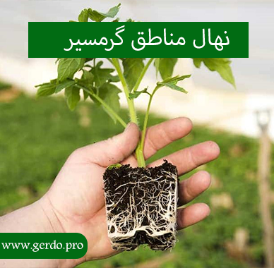 نهال مناطق گرمسیر
