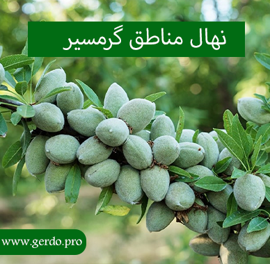 معرفی بهترین نهال گرمسیر