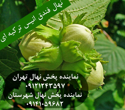 خرید نهال فندق انیس ترکیه ای