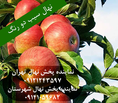 بهترین نهال سیب دو رنگ فرانسه