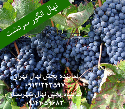 خرید نهال انگور سیاه سردشت