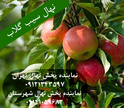 خرید بهترین سیب گلاب