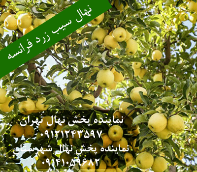 خرید نهال سیب زرد فرانسه