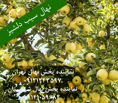 خرید نهال سیب دلشیز
