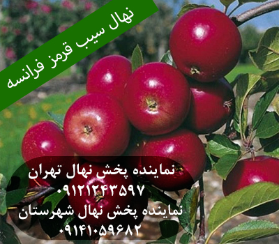 نهال سیب قرمز فرانسه