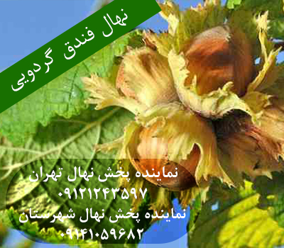 خرید نهال فندق گردویی