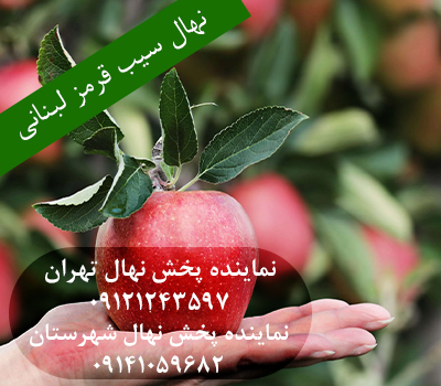 خرید نهال سیب قرمز لبنان