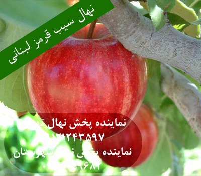 خرید بهترین نهال سیب قرمز لبنان