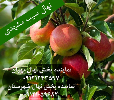 خرید نهال سیب مشهدی