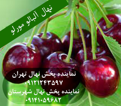 خرید بهترین نهال آلبالو مورلو
