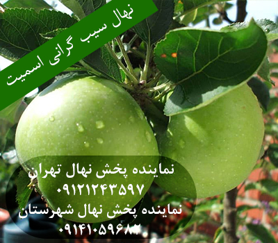 بهترین نهال سیب گرانی اسمیت