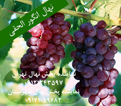 خرید نهال انگور الحقی