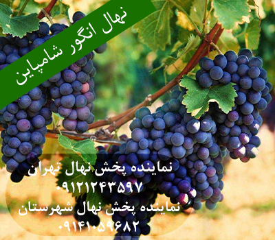 خرید نهال انگور شامپاین