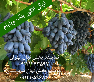خرید نهال انگور بلک ویلیام