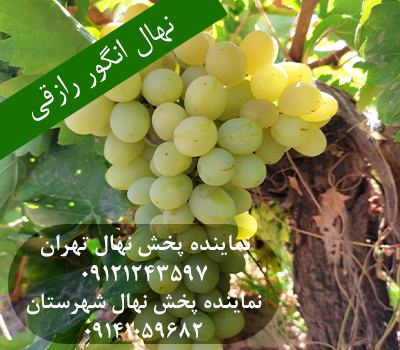 نهال انگور رازقی