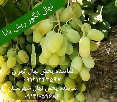 خرید نهال انگور ریش بابا
