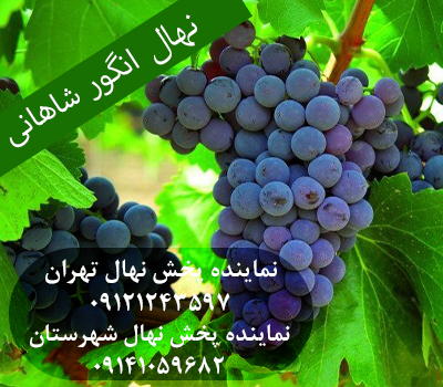خرید نهال انگور شاهانی
