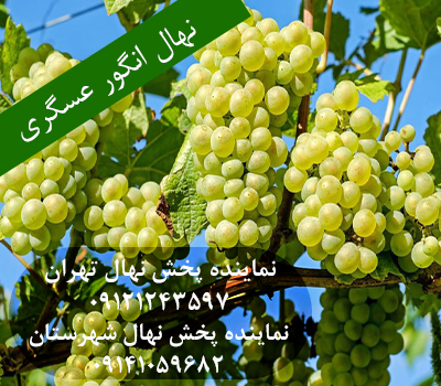 خرید نهال انگور عسگری
