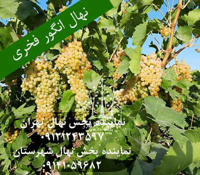 خرید نهال انگور فخری