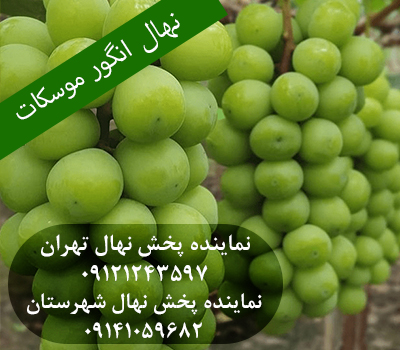 خرید نهال انگور موسکات