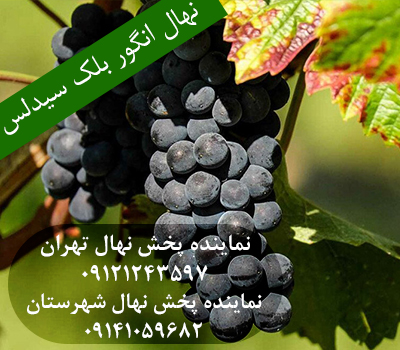 نهال انگور بلک سیدلس