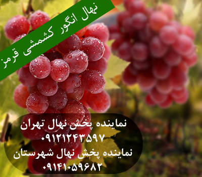 خرید نهال انگور کشمشی قرمز