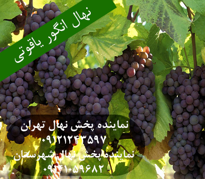 خرید نهال انگور یاقوتی