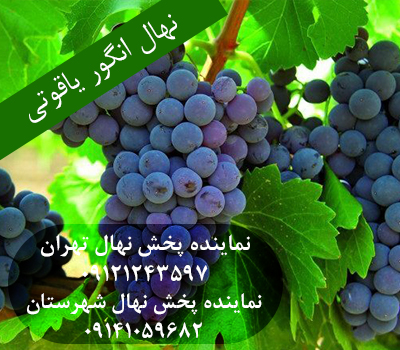 خرید نهال انگور یاقوتی
