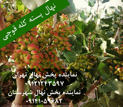 خرید نهال پسته کله قوچی