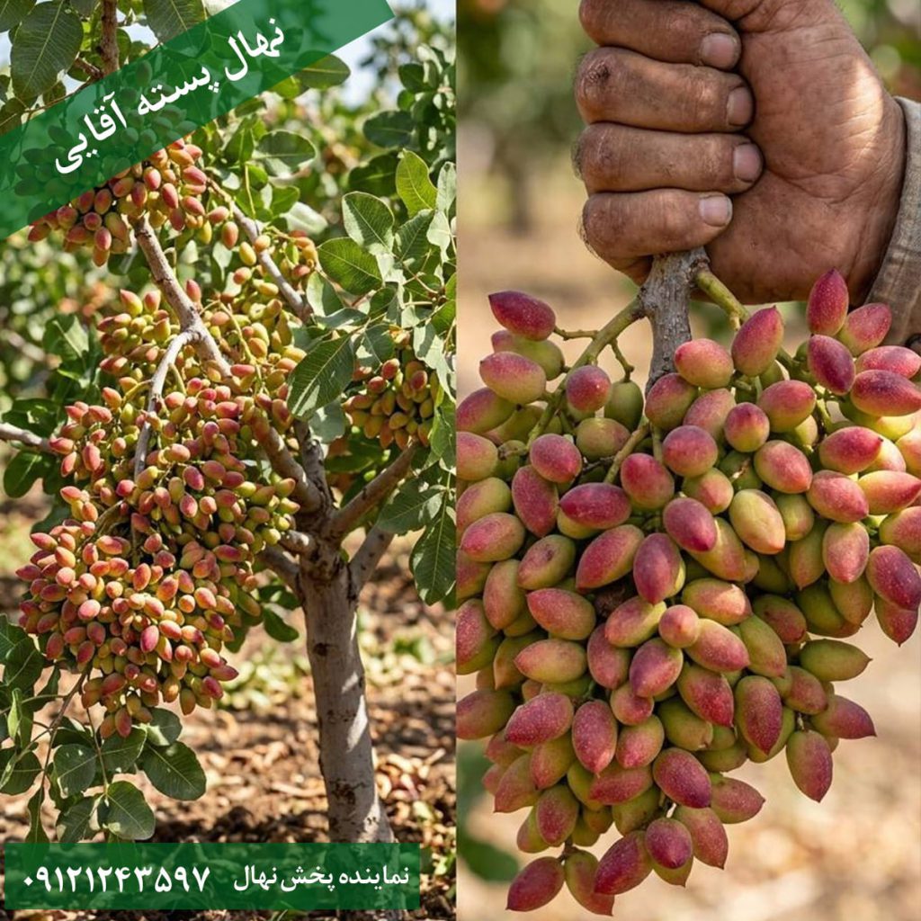 خرید نهال پسته احمد آقایی