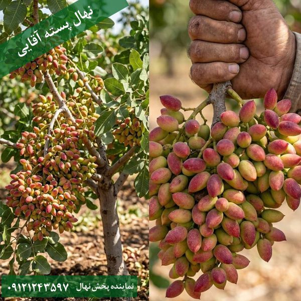 خرید نهال پسته احمد آقایی
