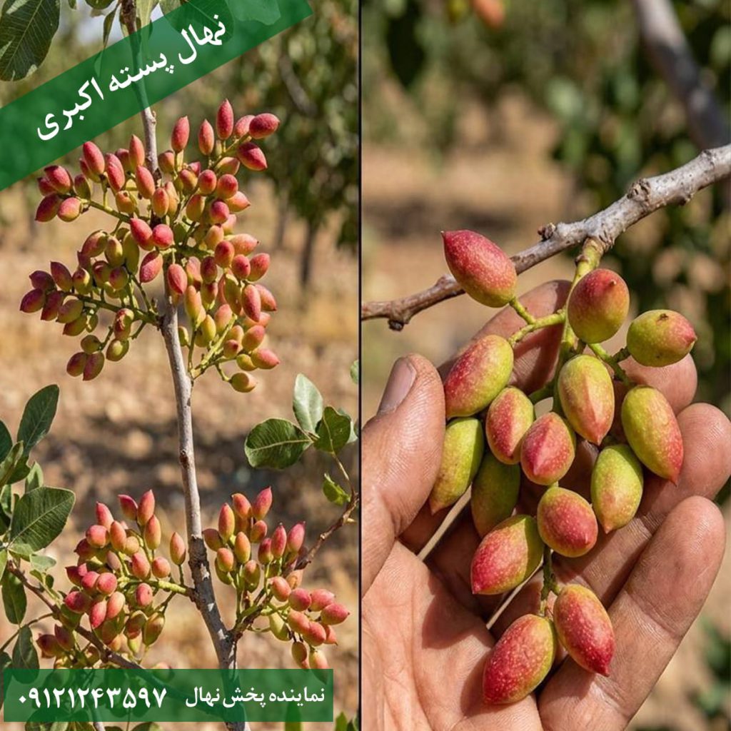 نهال پسته اکبری