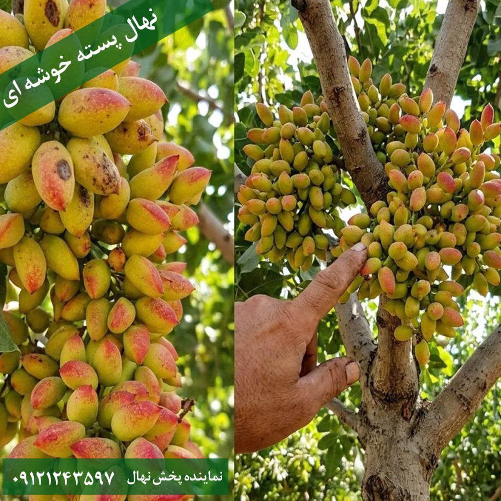 خرید نهال پسته خوشه ای