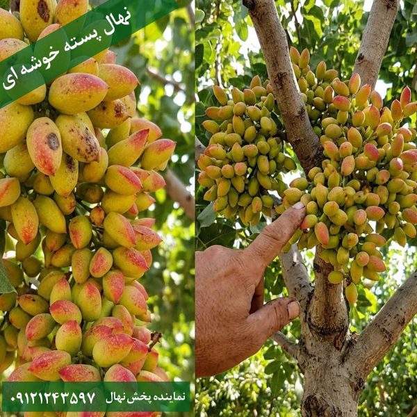 خرید نهال پسته خوشه ای