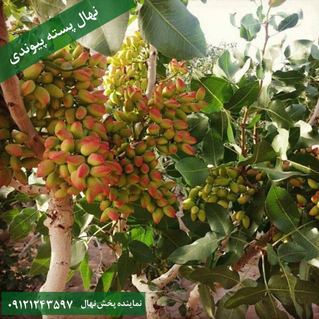 خرید نهال پسته پیوندی