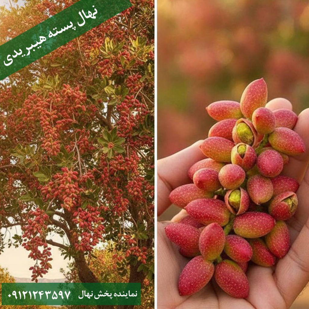 نهال پسته هیبریدی