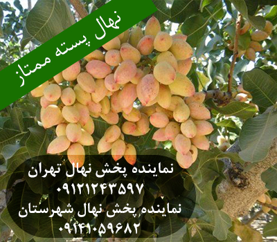 خرید نهال پسته ممتاز