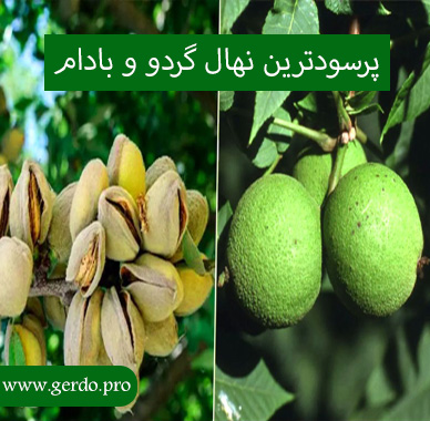 خرید بهترین نهال پرسود گردو و بادام