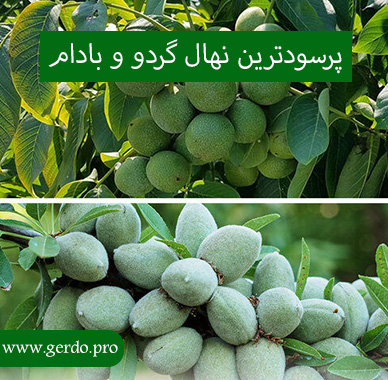 خرید پرسودترین نهال میوه نهال گردو و نهال بادام