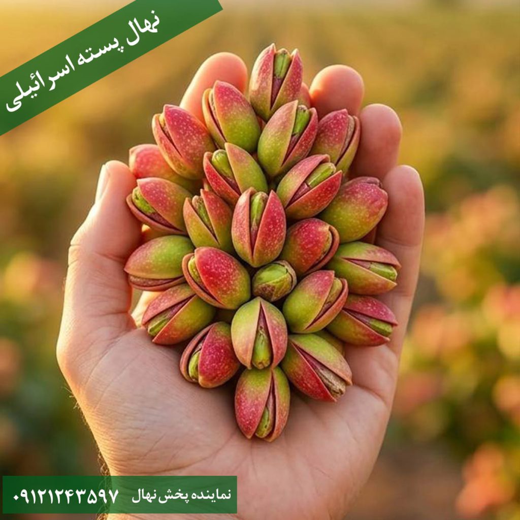 خرید نهال پسته اسرائیلی
