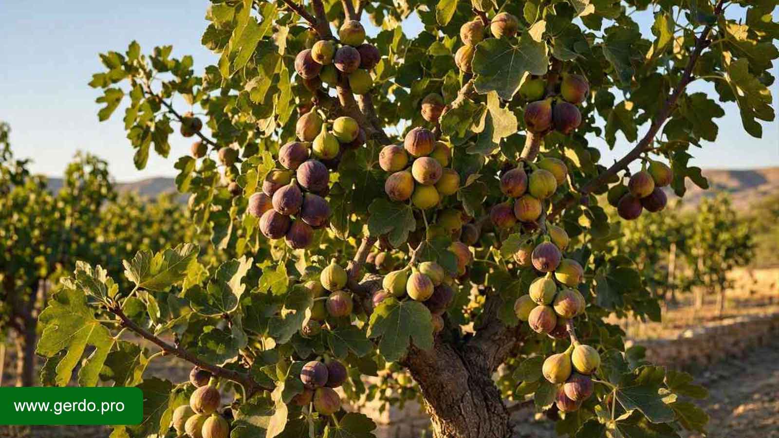 خرید نهال انجیر استهبان