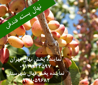 خرید نهال پسته فندقی