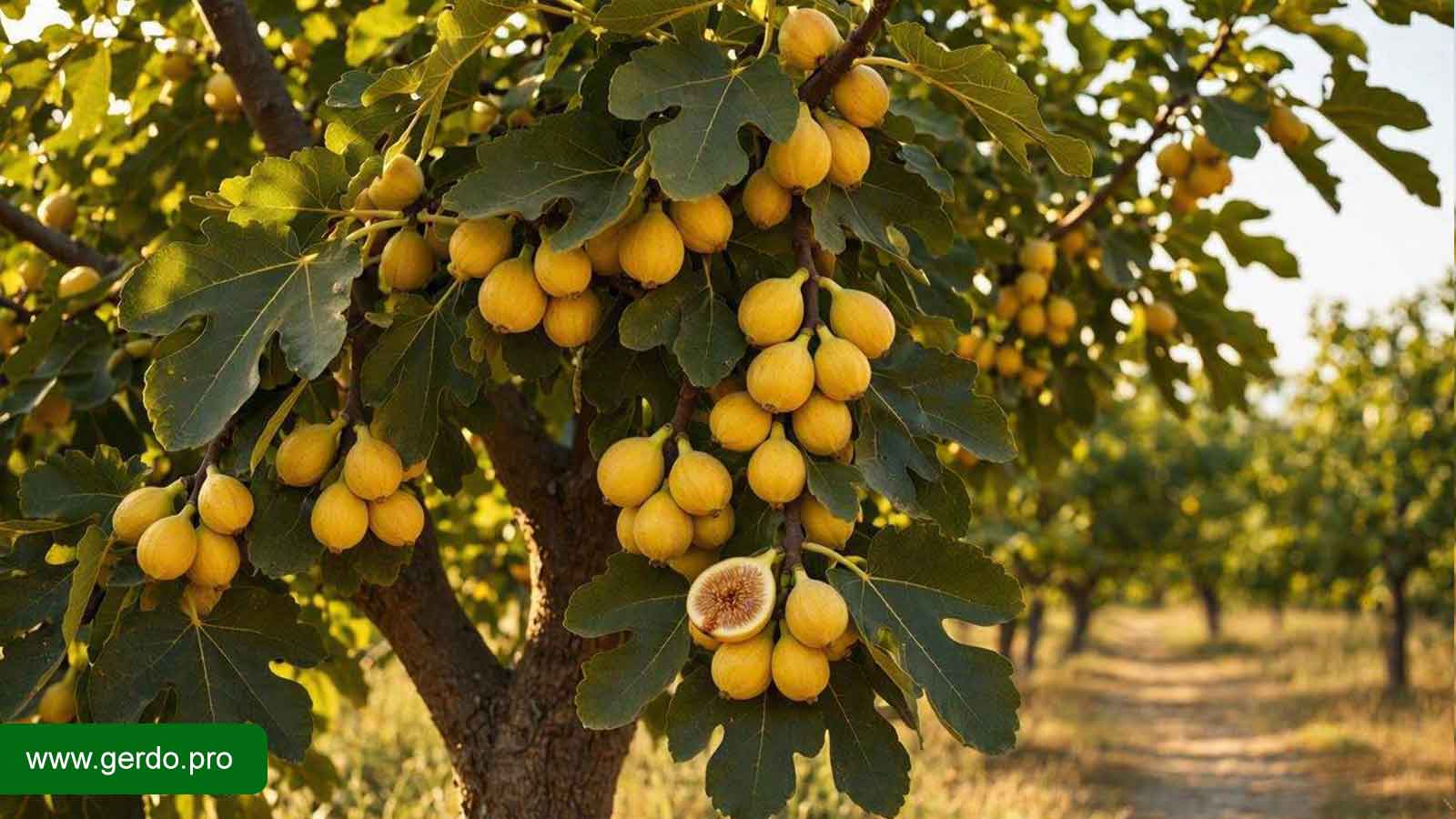 خرید نهال انجیر زرد
