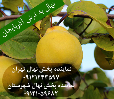خرید نهال به ترش آذربایجان