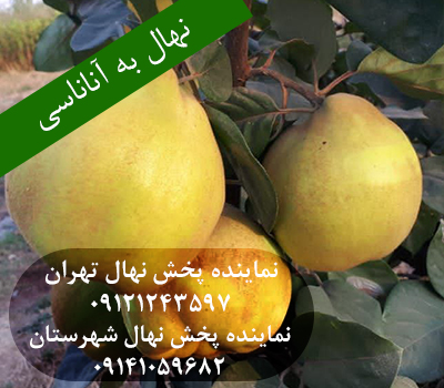خرید نهال به آناناسی
